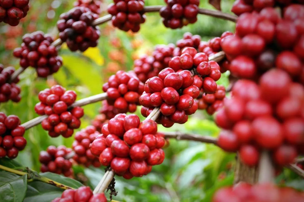 Giá cà phê hôm nay 24/3: Liên tục tăng cao, dự báo sớm đạt 100.000 đồng/kg?