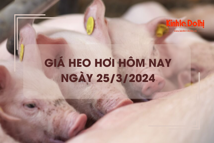 Giá heo hơi hôm nay 25/3/2024: Tăng rải rác 1.000 - 2.000 đồng/kg