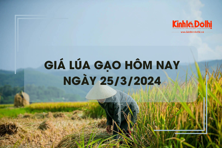 Giá lúa gạo hôm nay 25/3/2024: Giá gạo, cám giảm nhẹ 50 - 100 đồng/kg