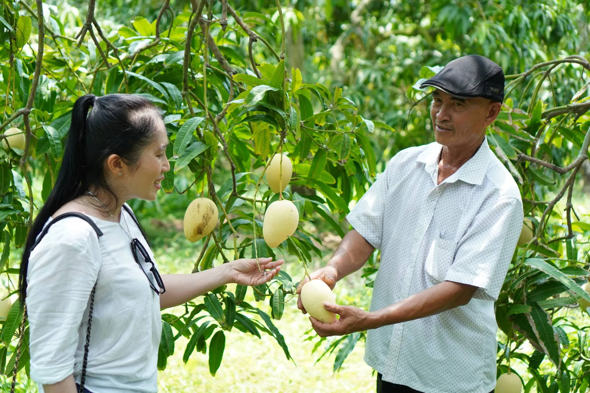Nhật Bản viện trợ hơn 195 ngàn USD phát triển nông nghiệp ở Đồng Tháp
