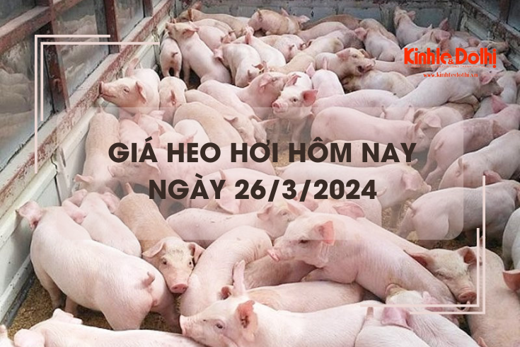 Giá heo hơi hôm nay 26/3/2024: Miền Bắc giao dịch cao nhất 62.000 đồng/kg