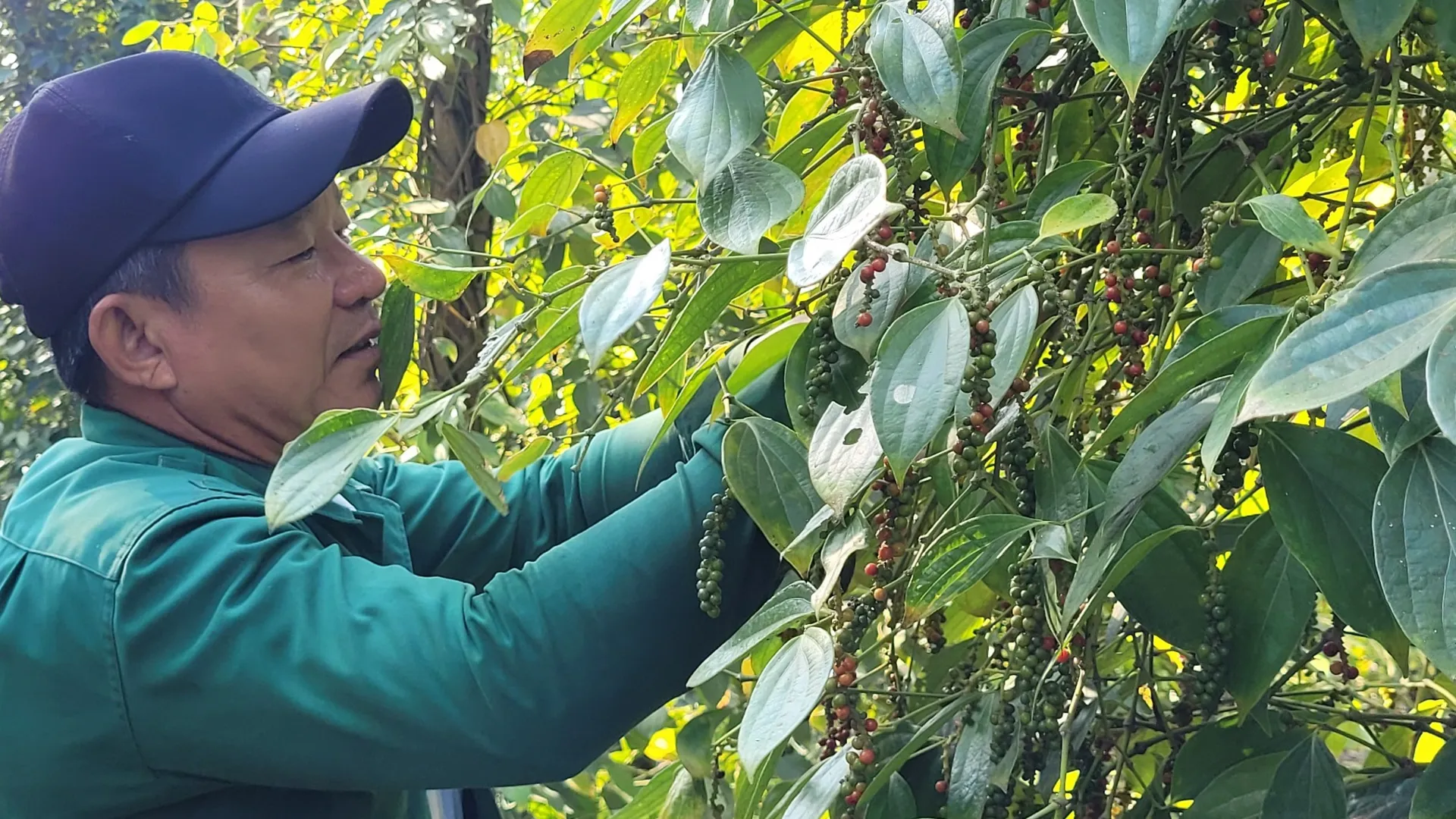 Giá tiêu hôm nay 26/3: Tiêu đen Indonesia tăng mạnh, trong nước cao nhất 96.000 đồng/kg