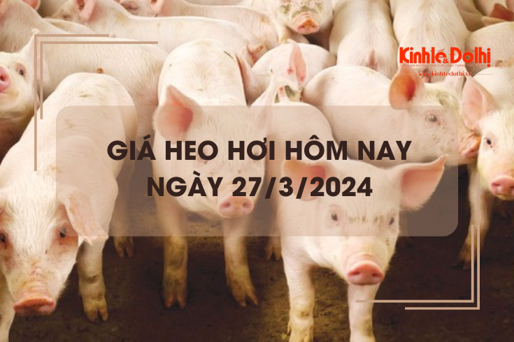 Giá heo hơi hôm nay 27/3/2024: Giảm 1.000 đồng/kg tại miền Bắc