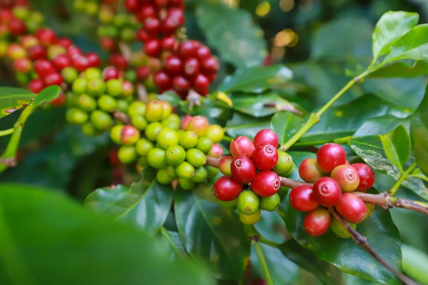 Giá cà phê hôm nay 27/3: Robusta lập kỷ lục mới, trong nước gần 98.000 đồng/kg