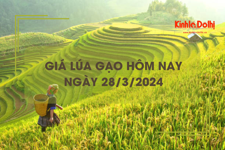 Giá lúa gạo hôm nay 28/3/2024: Giá lúa giảm nhẹ 100 đồng/kg