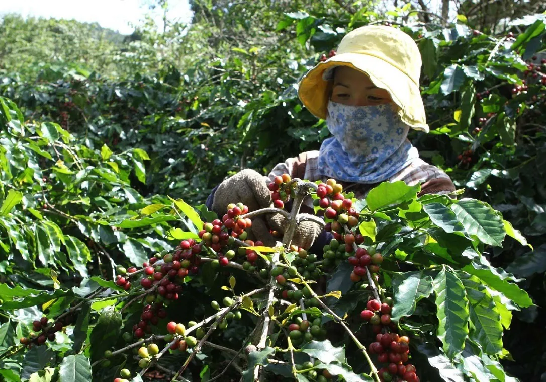 Giá cà phê hôm nay 28/3: Tăng không điểm dừng, chuyên gia chỉ ra nguyên nhân