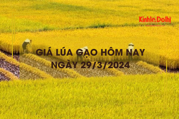 Giá lúa gạo hôm nay 29/3/2024: Giá gạo đồng loạt giảm mạnh