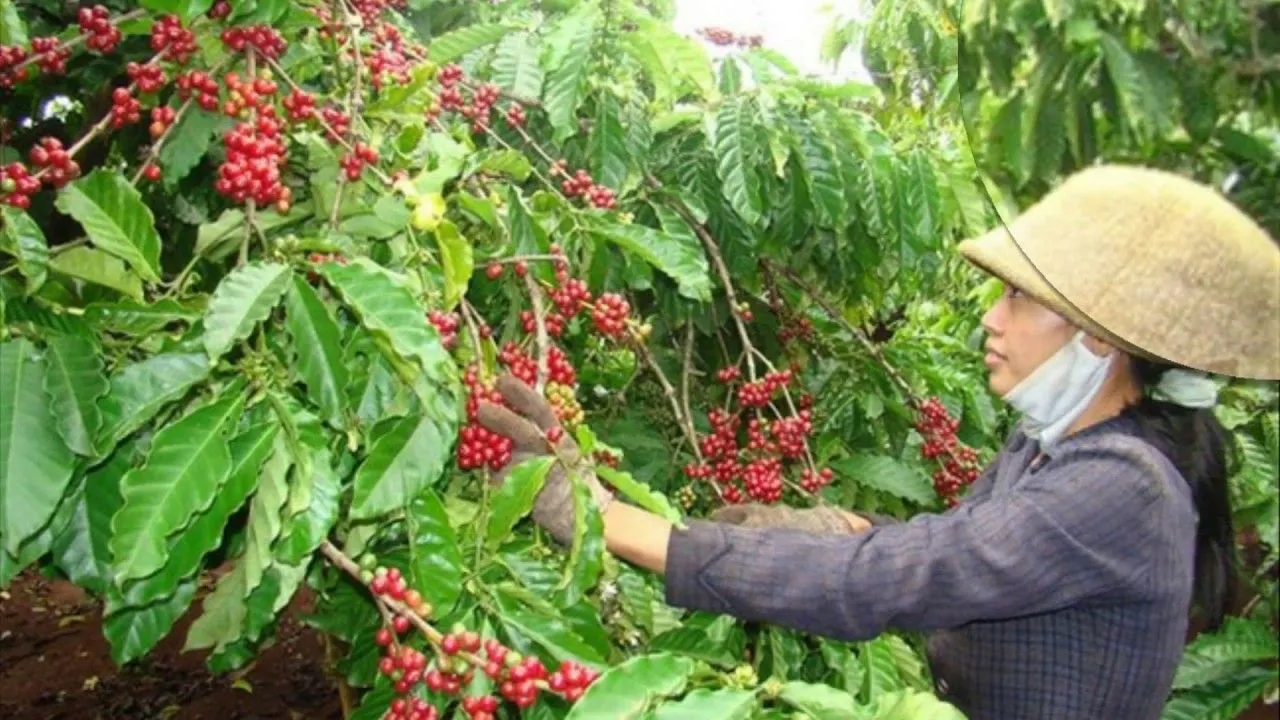 Giá cà phê hôm nay 29/3: Chuyên gia lý giải cú quay xe của cà phê