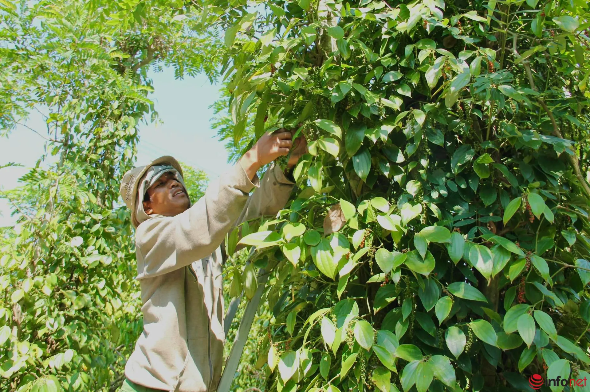 Giá tiêu hôm nay 29/3: giá tiêu tăng cao, nông dân đau đầu cho vụ mới