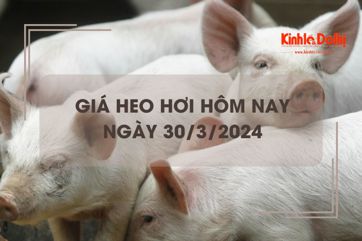 Giá heo hơi hôm nay 30/3/2024: Duy trì ổn định cao nhất 62.000 đồng/kg
