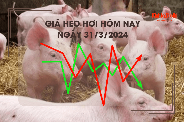 Giá heo hơi hôm nay 31/3/2024: Cao nhất 62.000 đồng/kg