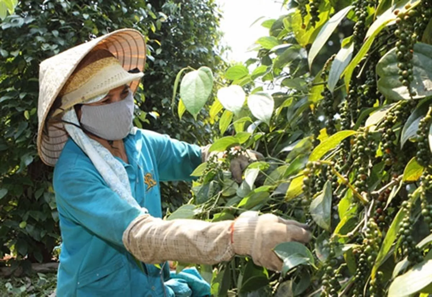 Giá tiêu hôm nay 1/4: nhận định thị trường tháng 4/2024, liệu có lên 100.000 đồng/kg?