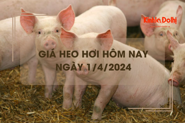 Giá heo hơi hôm nay 1/4/2024: Miền Nam giữ mức giá cao nhất 62.000 đồng/kg