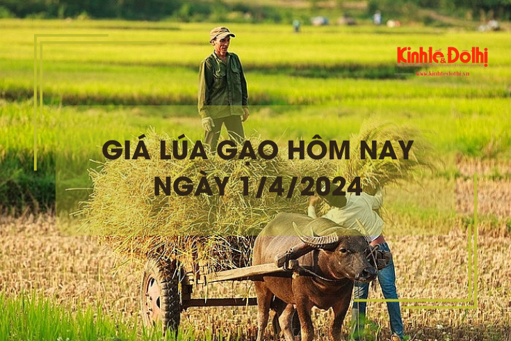 Giá lúa gạo hôm nay 1/4/2024: Sôi động trong phiên đầu tuần