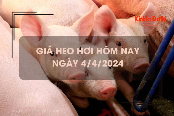 Giá heo hơi hôm nay 4/4/2024: trung bình quanh mức 60.000 đồng/kg