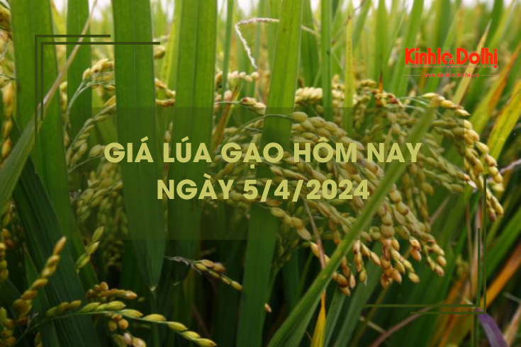 Giá lúa gạo hôm nay 5/4/2024: tăng nhẹ 50 - 200 đồng/kg