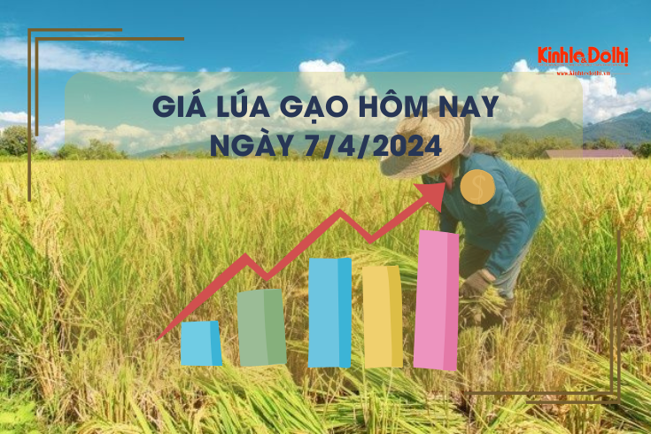 Giá lúa gạo hôm nay 7/4/2024: giá lúa neo cao