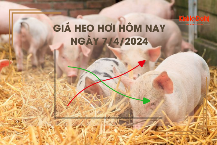 Giá heo hơi hôm nay 7/4/2024: cao nhất 62.000 đồng/kg