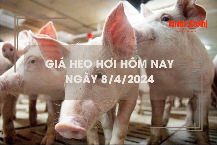 Giá heo hơi hôm nay 8/4/2024: lặng sóng ngày đầu tuần