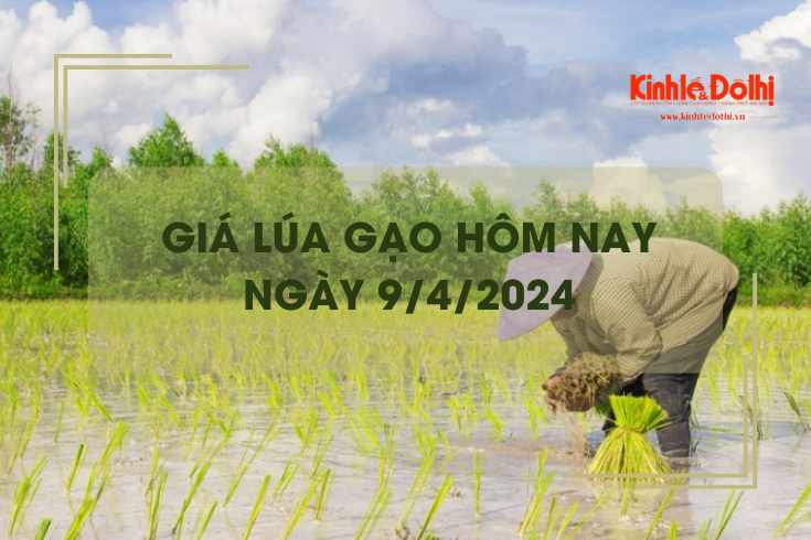 Giá lúa gạo hôm nay 9/4/2024: giá gạo giảm nhẹ 50 đồng/kg