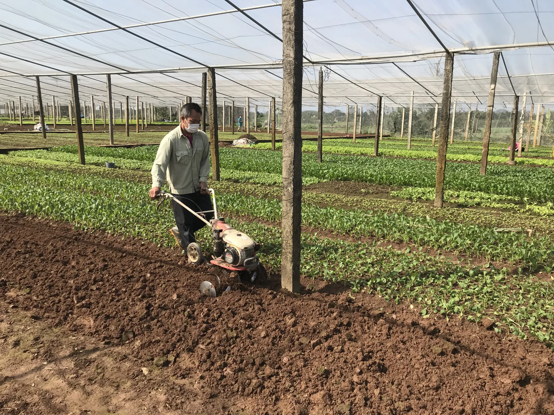 Nâng hiệu quả các vùng rau an toàn Hà Nội