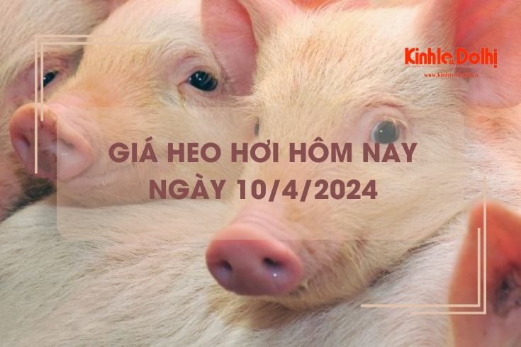 Giá heo hơi hôm nay 10/4/2024: duy trì giao dịch ổn định