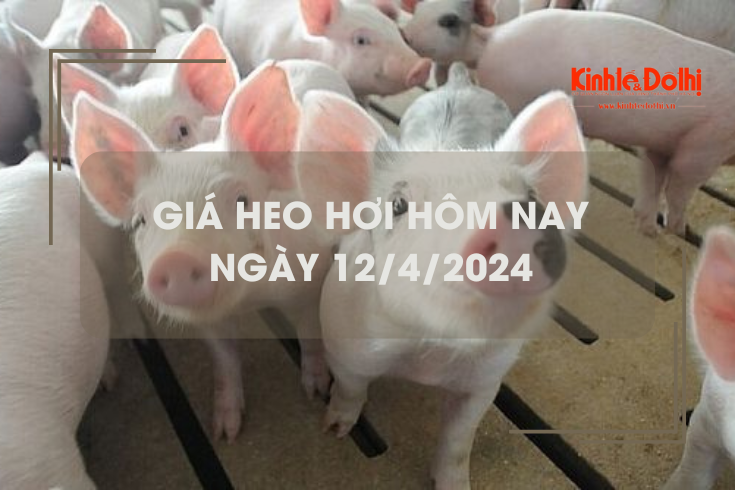 Giá heo hơi hôm nay 12/4/2024: giảm 1.000 đồng/kg tại miền Nam