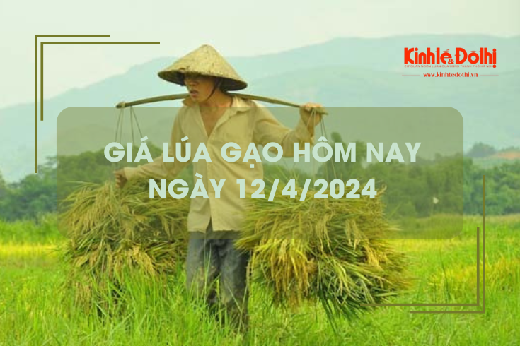 Giá lúa gạo hôm nay 12/4/2024: gạo đẹp kho mua khá, giá tăng