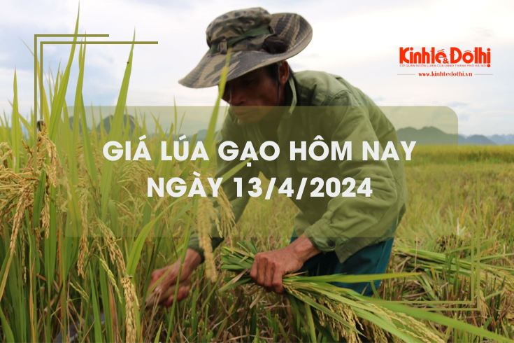 Giá lúa gạo hôm nay 13/4/2024: giá gạo tăng, giá lúa giảm
