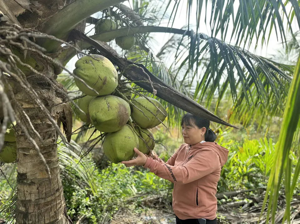 Trà Vinh: lần đầu tiên tổ chức Festival 100 năm cây dừa sáp