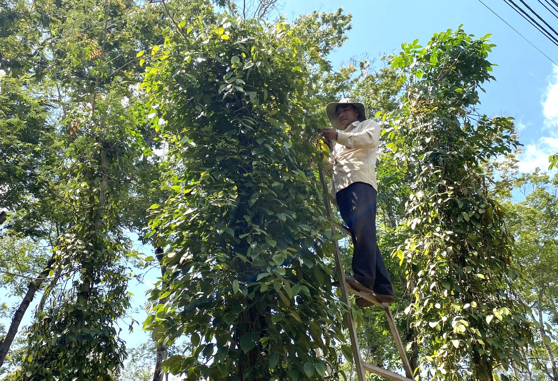 Giá tiêu hôm nay 13/4: chuyên gia nhận định, liệu đợt giảm đã kết thúc?