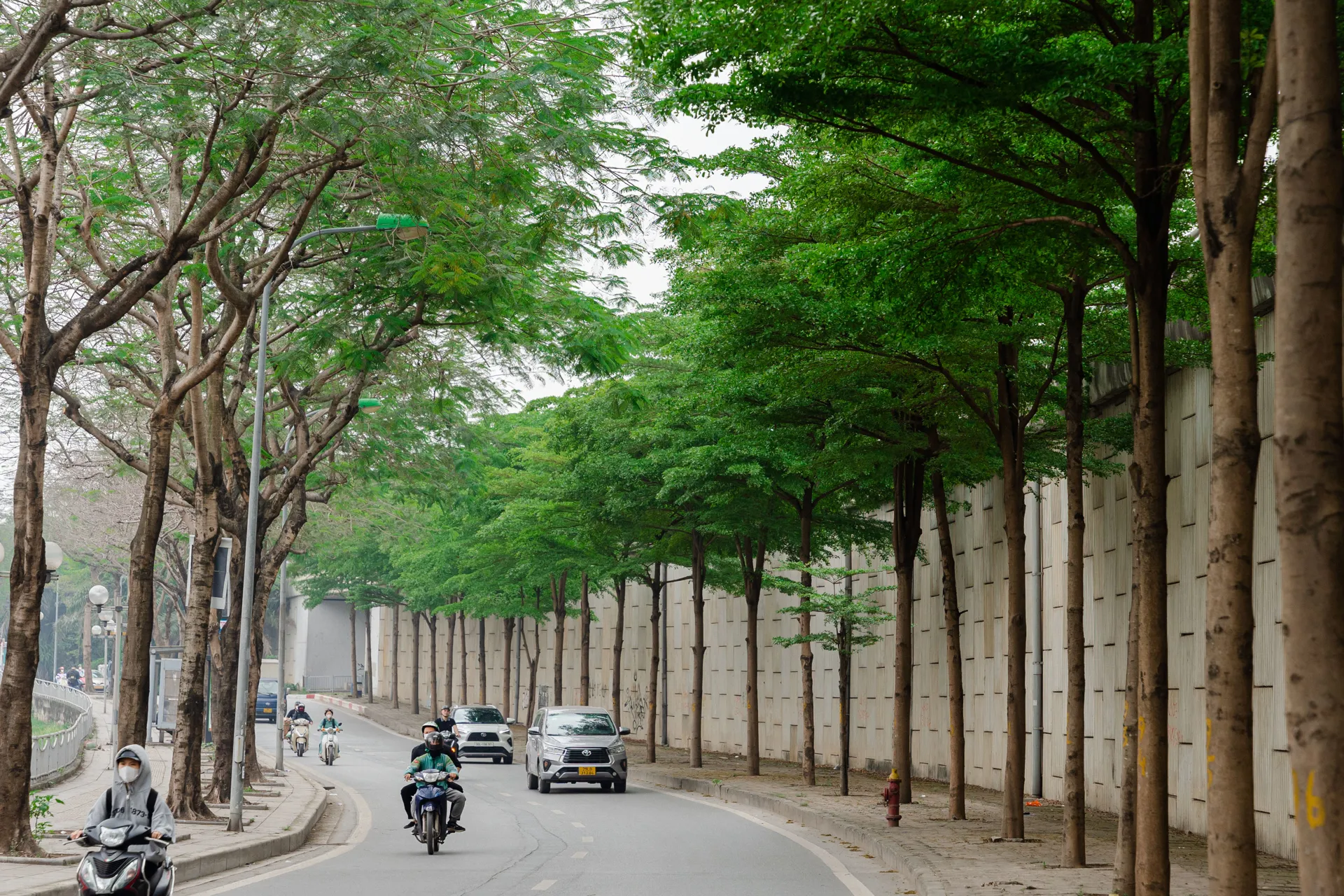 Chiêm ngưỡng cây bàng lá nhỏ xanh mướt trong lòng Hà Nội