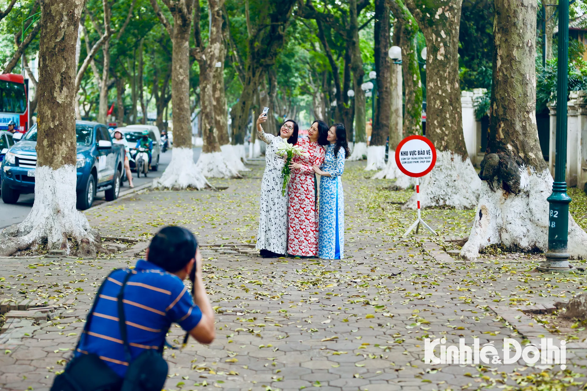 Hà Nội: Ngắm nhìn vẻ đẹp mộng mơ mùa sấu thay lá trên phố Phan Đình Phùng