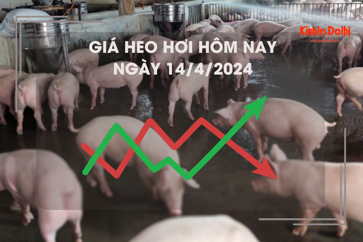 Giá heo hơi hôm nay 14/4/2024: giao dịch cao nhất 62.000 đồng/kg