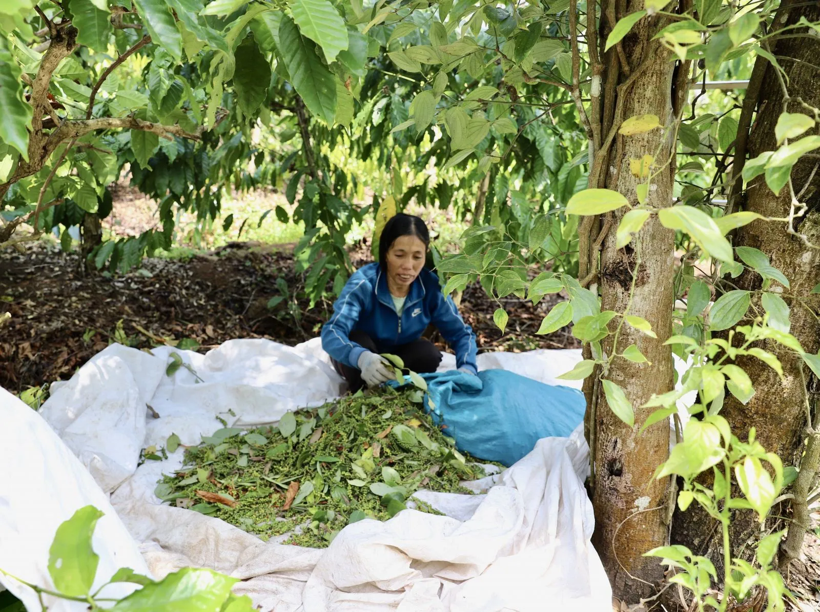 Giá tiêu hôm nay 14/4: giá tiêu có tuần diễn biến lạ nhất từ đầu vụ