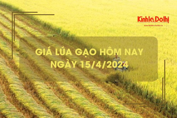 Giá lúa gạo hôm nay 15/4/2024: các kho hỏi mua lúa khô nhiều, giao dịch ổn định