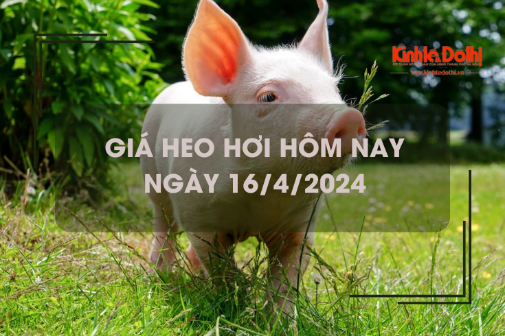 Giá heo hơi hôm nay 16/4/2024: tăng giảm trái chiều