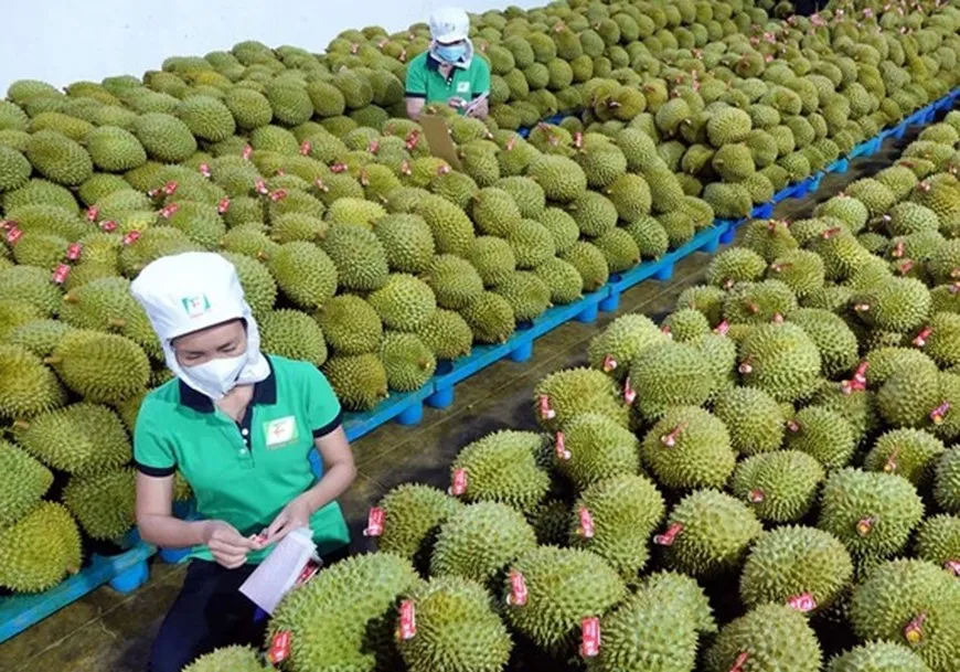 Liên kết sản xuất để tăng giá trị trái cây xuất khẩu