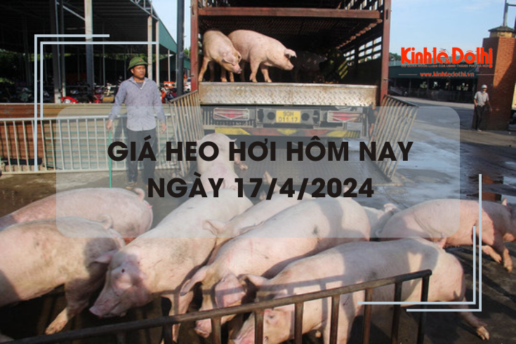 Giá heo hơi hôm nay 17/4/2024: tăng 1.000 đồng/kg trên cả ba miền