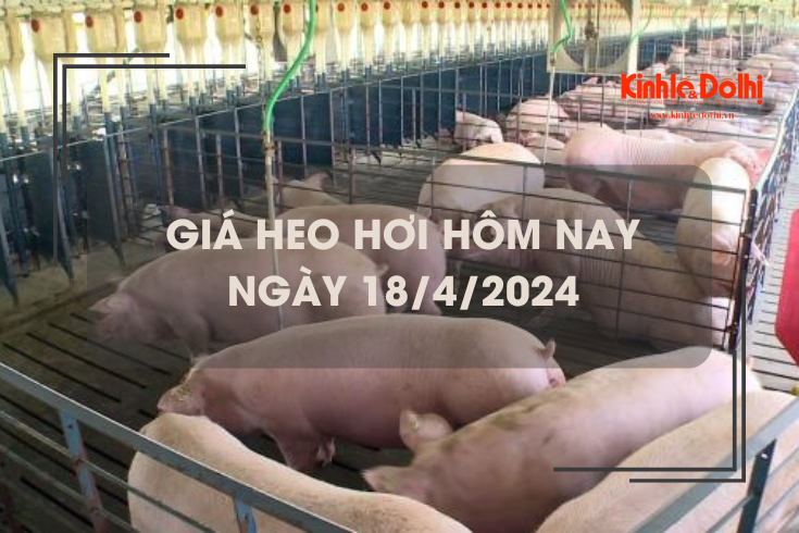 Giá heo hơi hôm nay 18/4/2024: tiếp tục tăng 1.000 đồng/kg