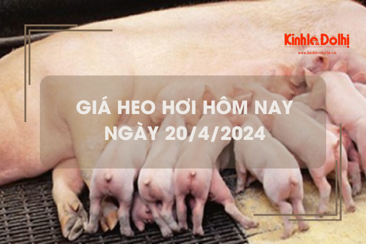 Giá heo hơi hôm nay 20/4/2024: tăng 1.000 đồng/kg trên cả ba miền
