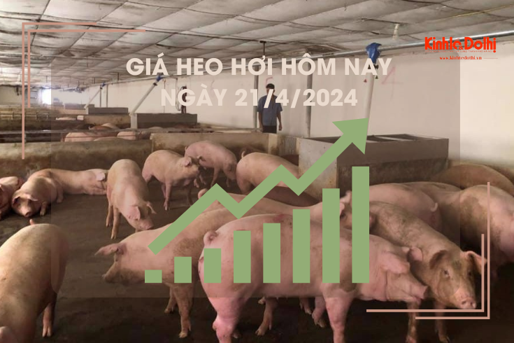 Giá heo hơi hôm nay 21/4/2024: giao dịch trong khoảng 59.000 - 63.000 đồng/kg