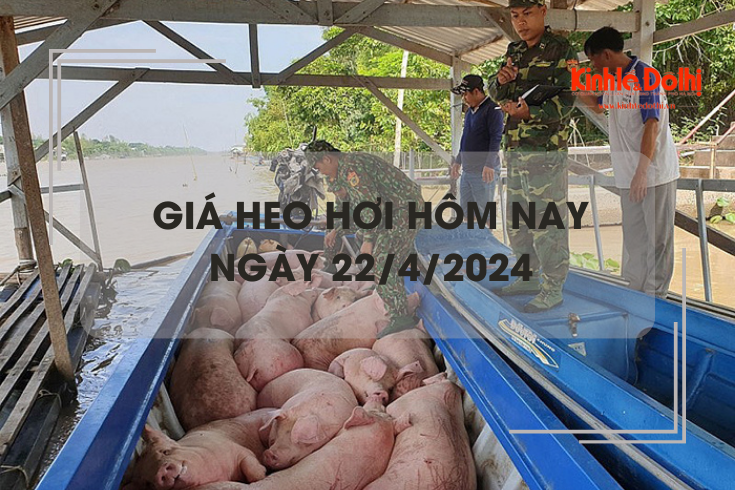 Giá heo hơi hôm nay 22/4/2024: tăng rải rác 1.000 - 2.000 đồng/kg tại nhiều địa phương