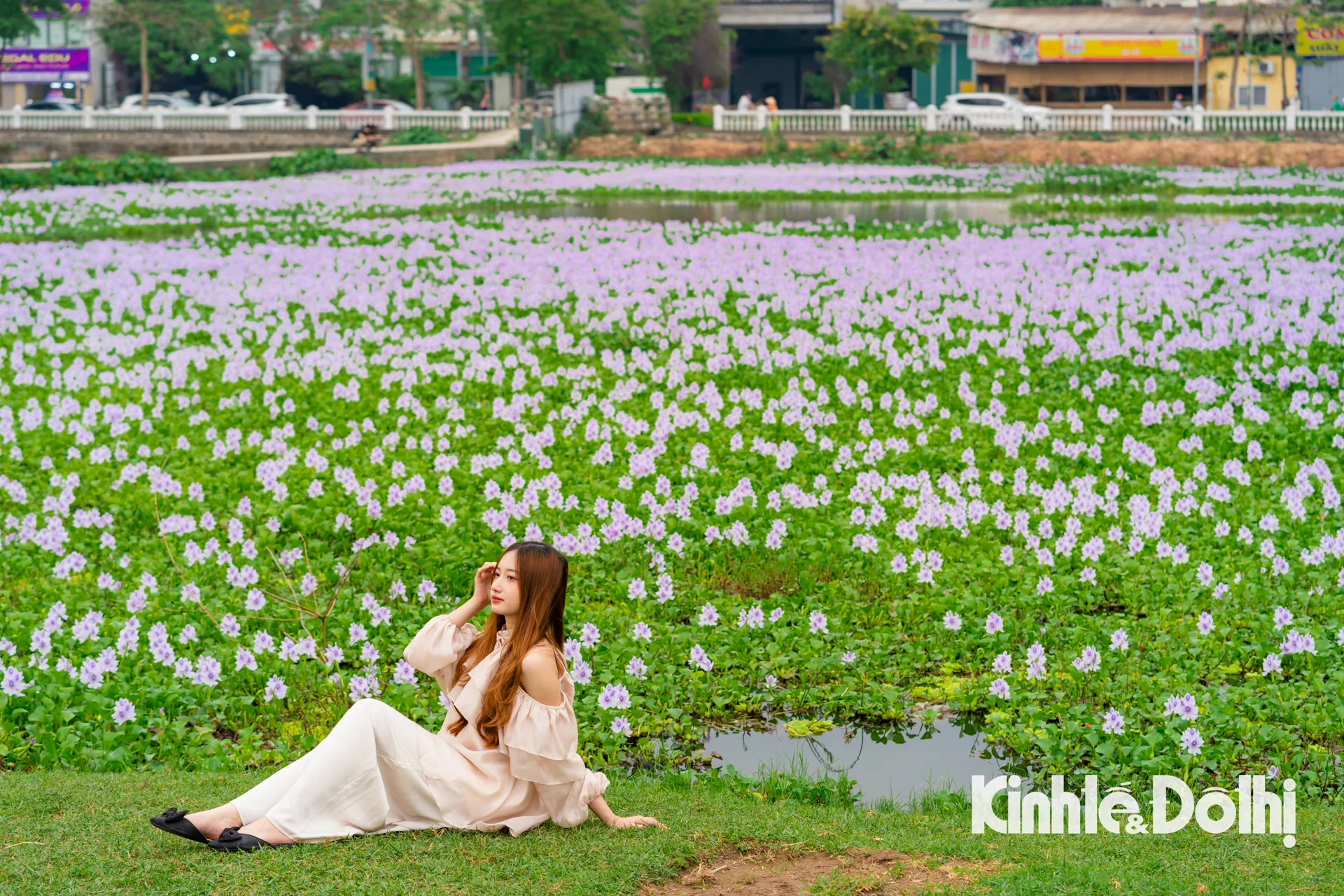 Ngắm nhìn cánh đồng hoa lục bình tím tuyệt đẹp nằm trong lòng Hà Nội 