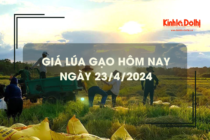 Giá lúa gạo hôm nay 23/4/2024: giá gạo giảm nhẹ