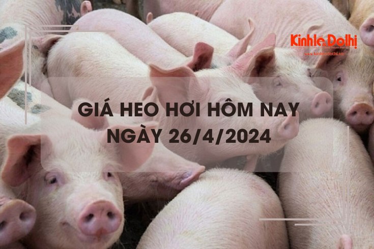 Giá heo hơi hôm nay 26/4/2024: đi ngang trên cả nước
