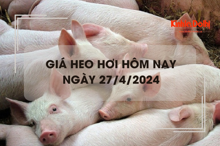 Giá heo hơi hôm nay 27/4/2024: biến động trái chiều