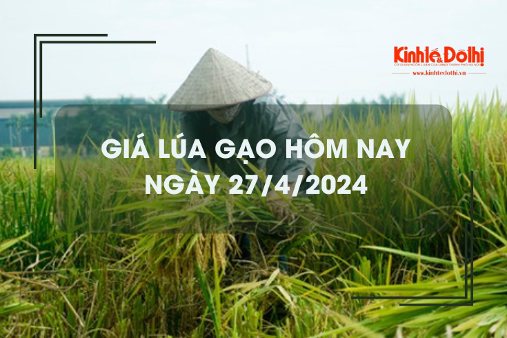 Giá lúa gạo hôm nay 27/4/2024: giá lúa tăng, giá gạo chững