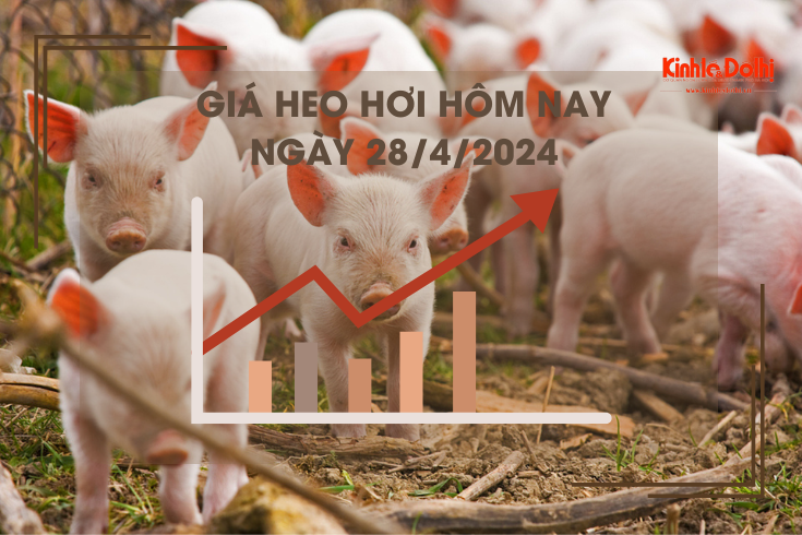 Giá heo hơi hôm nay 28/4/2024: duy trì trong khoảng 60.000 - 63.000 đồng/kg