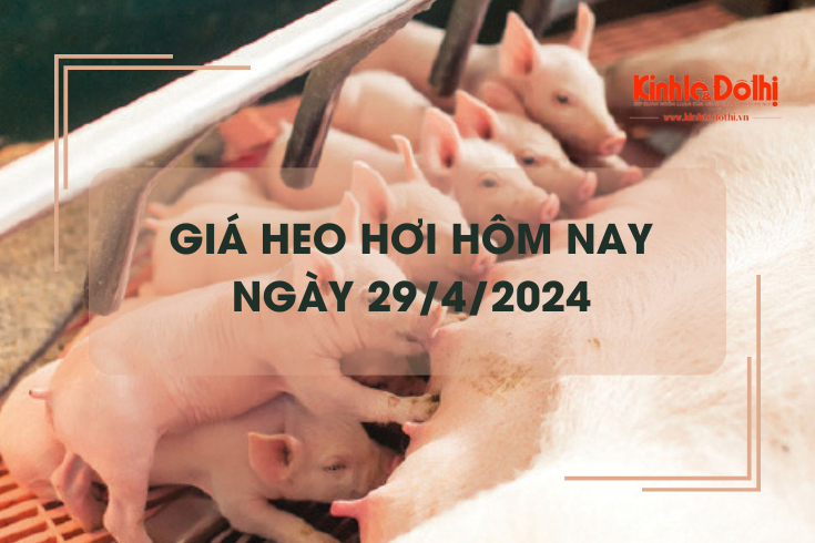 Giá heo hơi hôm nay 29/4/2024: biến động trái chiều